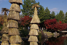 徳川園に咲く　12月4日～5日のソテツのワラ巻き作業実施