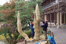 徳川園に咲く　12月4日～6日ソテツのワラ巻き