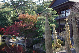 徳川園に咲く　ソテツのワラ巻きは4種類設置します