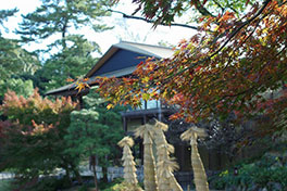 徳川園に咲く　例年の12月上旬～中旬