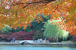 徳川園に咲く　例年の12月上旬～中旬