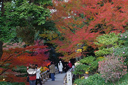 徳川園に咲く　例年の12月上旬～中旬