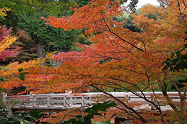 徳川園に咲く　例年の12月上旬～中旬