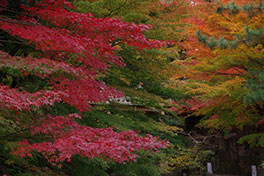 徳川園に咲く　例年の12月上旬～中旬