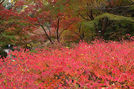 徳川園に咲く　例年の12月上旬～中旬
