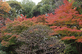 徳川園に咲く　例年の12月上旬～中旬