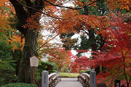 徳川園に咲く　例年の12月上旬～中旬