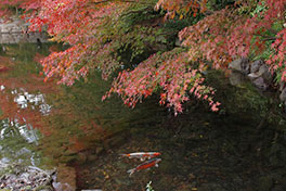 徳川園に咲く　例年の12月上旬～中旬