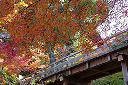 徳川園に咲く　例年の12月上旬～中旬