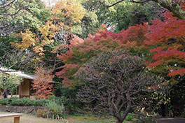 徳川園に咲く　例年の12月上旬～中旬