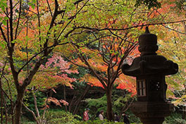 徳川園に咲く　例年の12月上旬～中旬