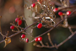 徳川園に咲く サンシュユ