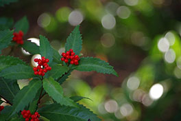 徳川園に咲く ゼンリョウ