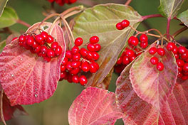 徳川園に咲く ハクサンボク