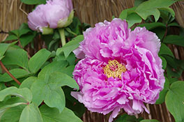 徳川園に咲く 鎌田藤