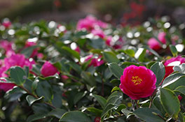 徳川園に咲く 寒椿