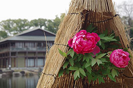 徳川園に咲く 観仙楼と冬牡丹