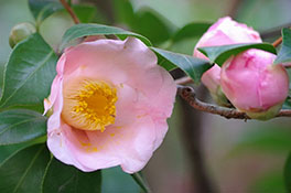 徳川園に咲く 関戸太朗庵