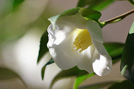 徳川園に咲く 胡蝶侘助