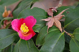 徳川園に咲く 紅小雀