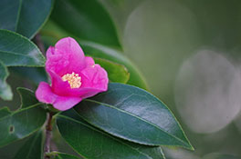 徳川園に咲く 紅侘助
