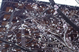徳川園に咲く 子福桜