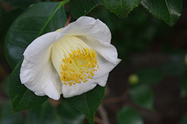 徳川園に咲く 秋風楽