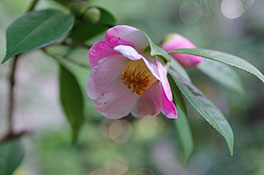 徳川園に咲く 西王母