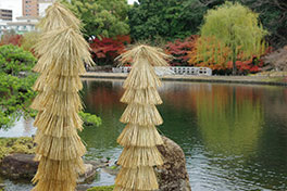 徳川園に咲く 蘇鉄の藁巻き(二条城庭園風)