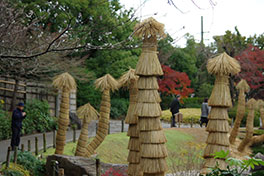 徳川園に咲く 蘇鉄の藁巻き4種展示(手前は明治時代までの名古屋城巻き)