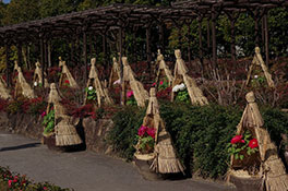 徳川園に咲く 冬牡丹展示の様子