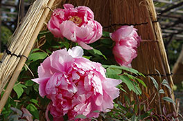 徳川園に咲く 島錦