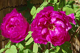 徳川園に咲く 島大臣