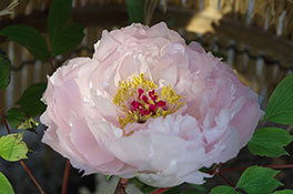 徳川園に咲く 八重桜