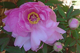 徳川園に咲く 八千代椿