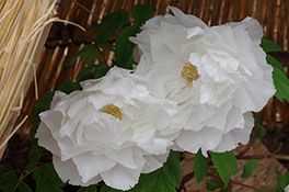 徳川園に咲く 連鶴