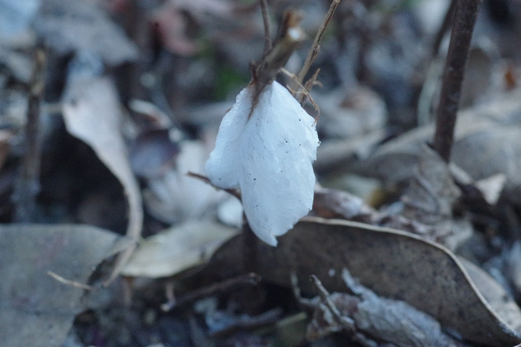2月上旬霜柱に出来る雪柱（雪花）