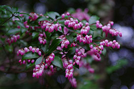 徳川園に咲く　アケボノアセビ3月上旬咲き始め