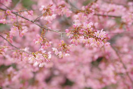 徳川園に咲く　オカメ桜3月上旬