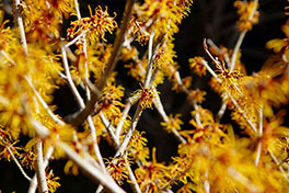 徳川園に咲く　シナマンサク2月下旬満開
