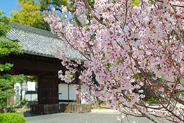 徳川園に咲く　トウカイザクラと黒門