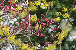 徳川園に咲く　マンサクと淋子梅3月上旬