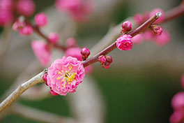 徳川園に咲く　杏3月上旬咲き始め