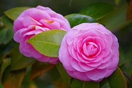 徳川園に咲く　乙女椿3月中旬から咲き始め予想