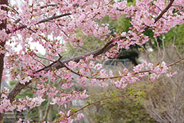 徳川園に咲く　河津桜3月上旬