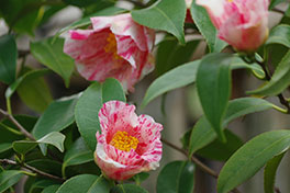 徳川園に咲く　吾妻絞り