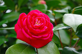 徳川園に咲く　紅乙女3月上旬から咲き始め