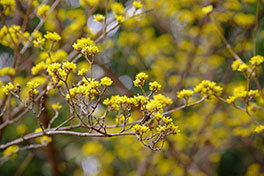徳川園に咲く　山茱萸3月上旬頃予想