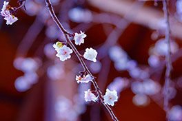 徳川園に咲く　四季咲き桜「子福桜」3月上旬見頃