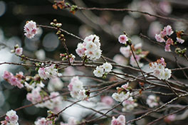 徳川園に咲く　子福桜3月上旬